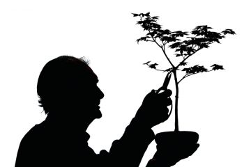 A man prunes bonsai during the Gardening Scotland show to illustrate ‘Managed market’ redux?