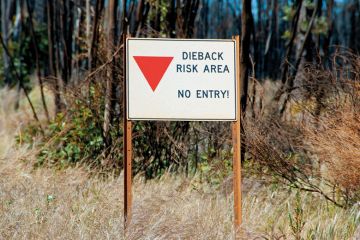 No Entry Sign for Dieback Risk Area to illustrate Caps, curbs and crises