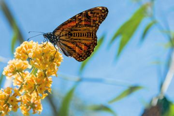 Butterfly with circuit board wings perching on flowers to illustrate AI will help staff and students, research and education to flourish