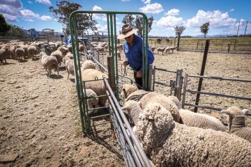 A sheep farmer herds sheep into a catching pen for shearing at a farm near Gunnedah, New South Wales, Australia to illustrate Home and away, visa squeeze bites