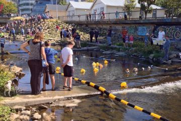 Annual charity duck race held in Dunedin, NZ to illustrate New Zealand seeks to drive up degree completion rates
