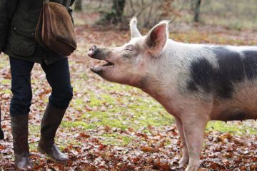 Pig with mouth open looking at persons bag.