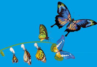 stages of butterfly metamorphosis to illustrate the changes to the rankings methodology over the past 20 years