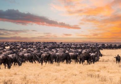 great migration wildebeest Tanzania