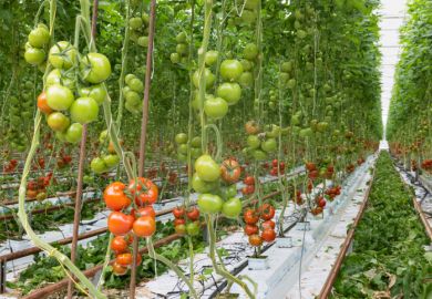 Tomatoes ripening in a big greenhouse