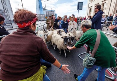 Sheep being herded on a London street