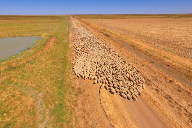 Australian sheep