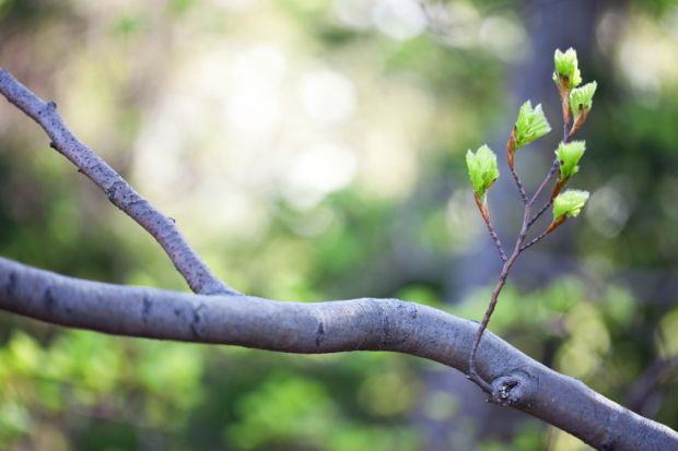 Tree branch flower