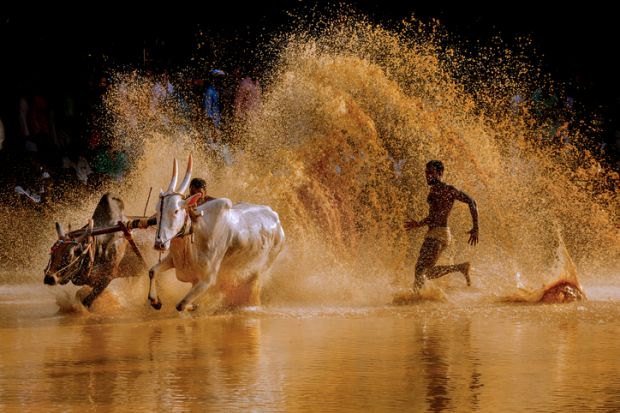 A cattle race in  Kerala