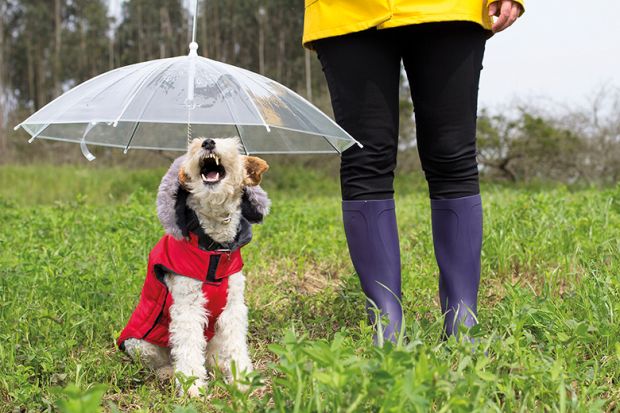 Academics: 'pretentious fox terriers' or 'bad dinner guests