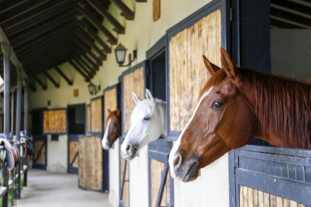 Horses in a stable