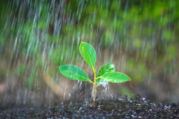 A seedling in the rain