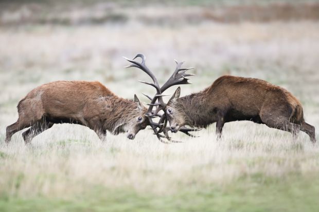 Deer fighting