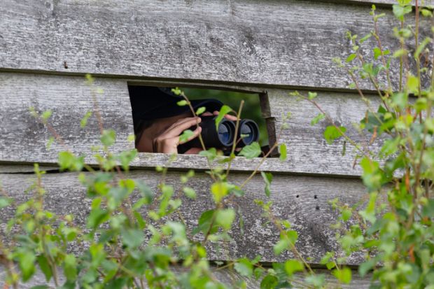 Westerhaar-Vriezenveensewijk, Twenterand, Overijssel, June 6th 2022, close-up of a young 28 year old woman watching birds with a binocular through a hole in a wooden bird hide at sunset at the natural monument “Engbertsdijksvenen”, a large area of wetland