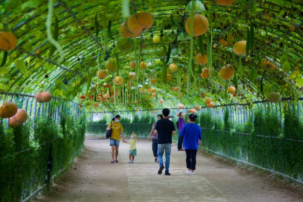 alking Through a Wire Tunnel Adorned with Hanging Pumpkins and Gourds