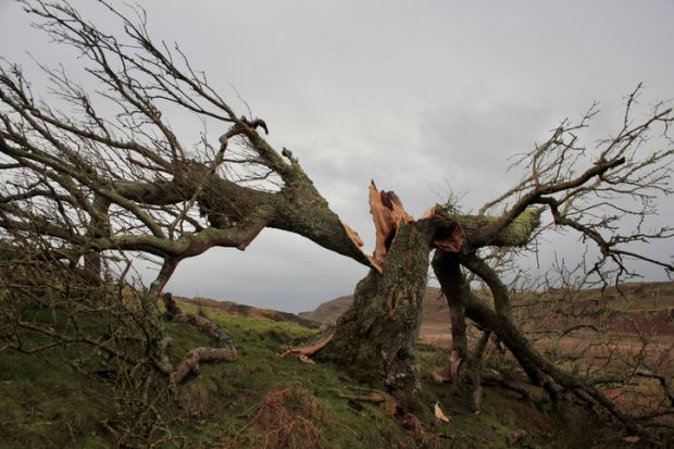 Tree split in two by storm damage, Isle of Bute, Scotland