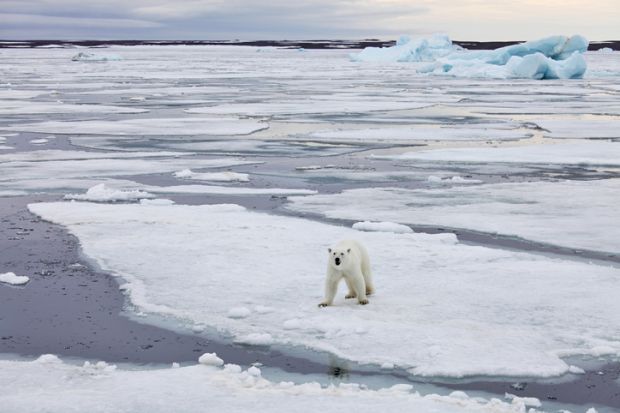 Polar bear