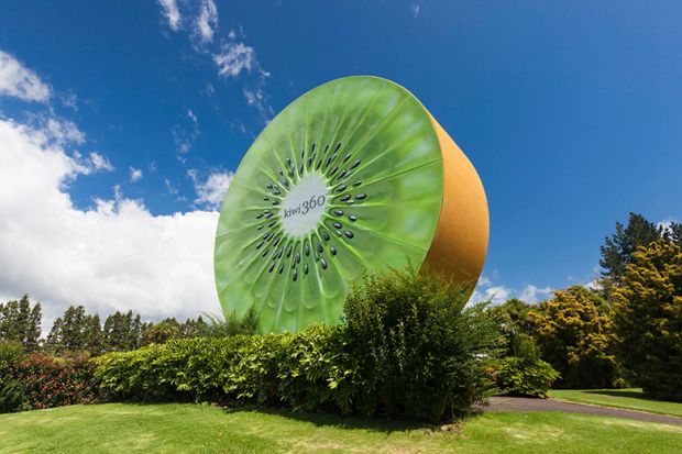 New Zealand, North Island, Te Puke, big Kiwi fruit