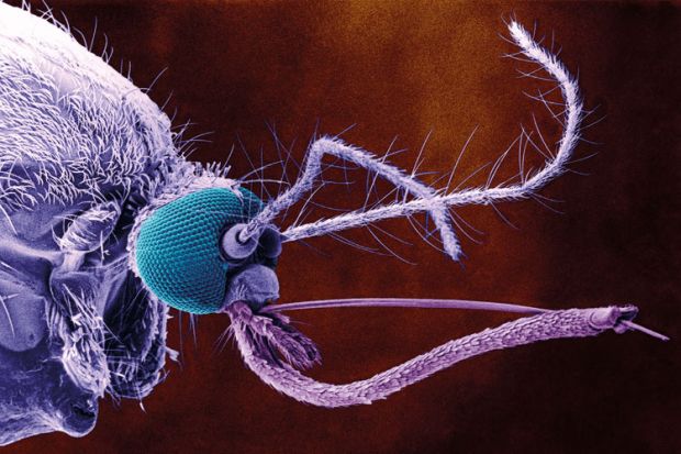 Mosquito under microscope