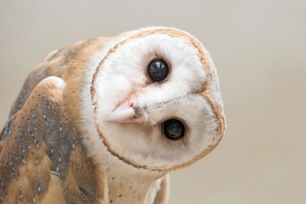 An owl with its head on its side, symbolising curiosity