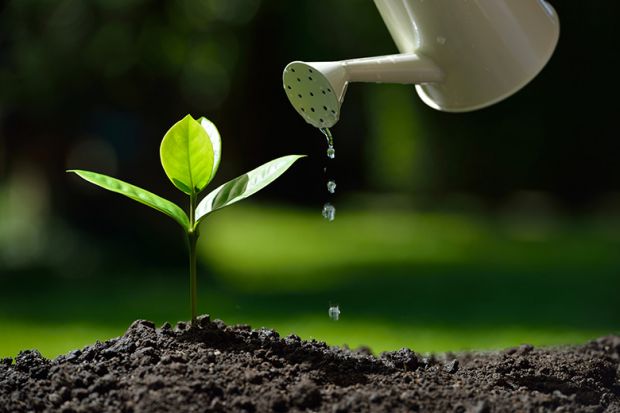 Plant shoot being watered with watering can