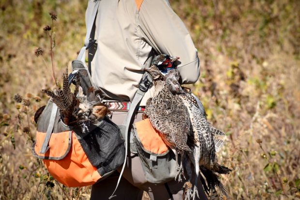 A poacher's bag, containing pheasants