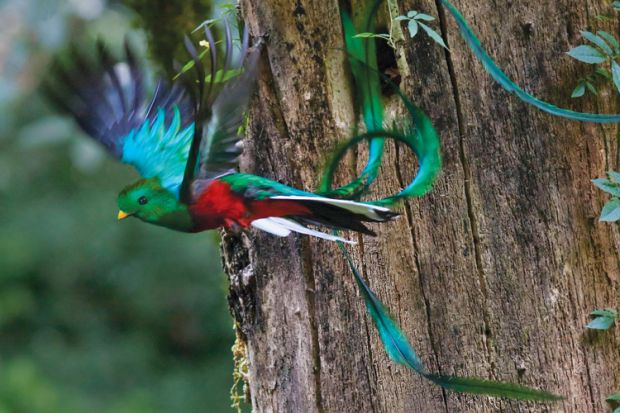 Resplendent quetzal (Pharomachrus mocinno) in flight, Mexico