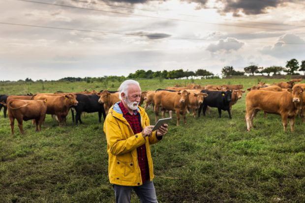 An elderly man on an ipad in a field of cows
