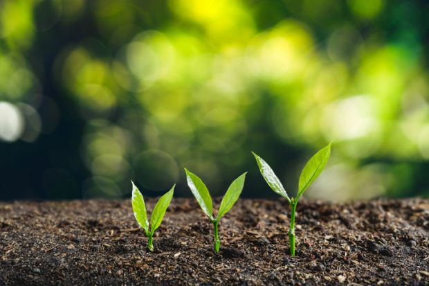 Three saplings growing