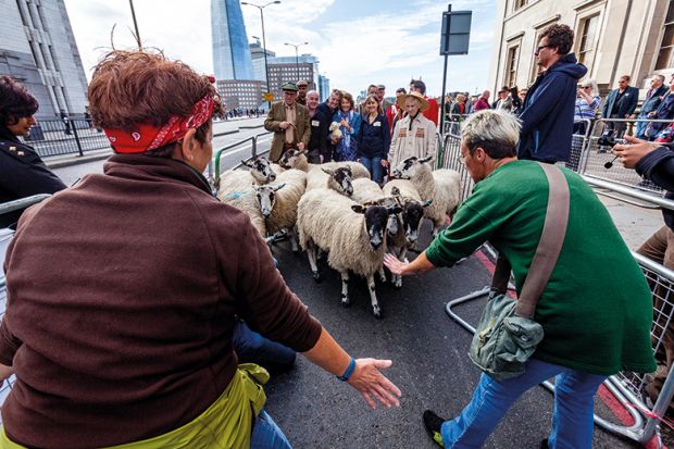 Sheep being herded on a London street