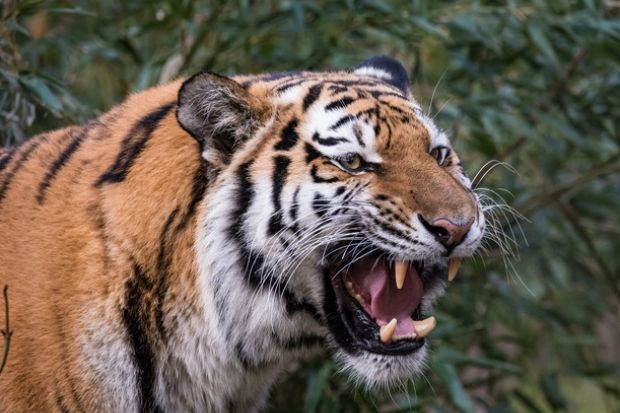 A tiger roaring, symbolising resistance