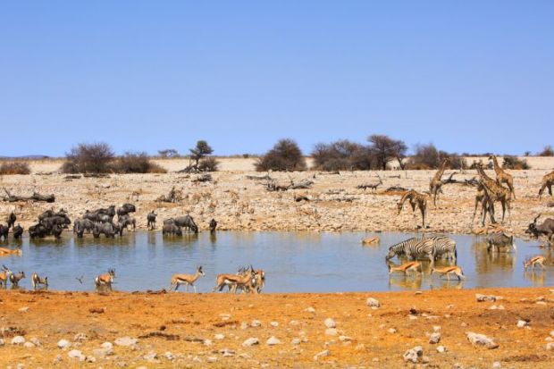 watering hole 