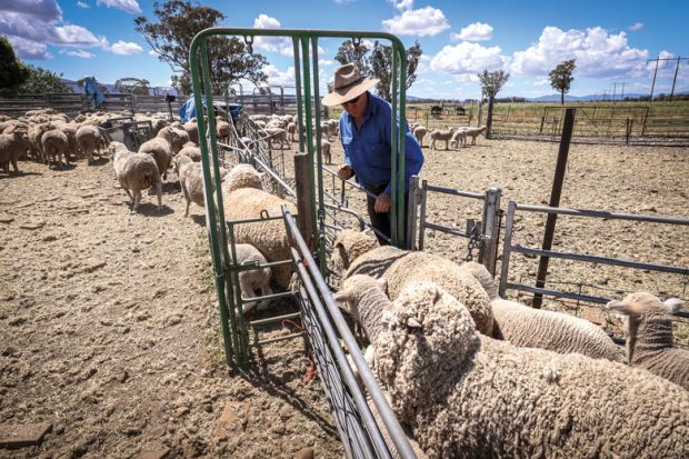 A sheep farmer herds sheep into a catching pen for shearing at a farm near Gunnedah, New South Wales, Australia to illustrate Home and away, visa squeeze bites