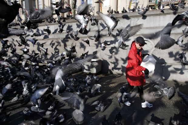  Woman feeding pigeons in Trafalgar Square London to illustrate ‘Hounded’ academics urge ministers to back campus free speech act