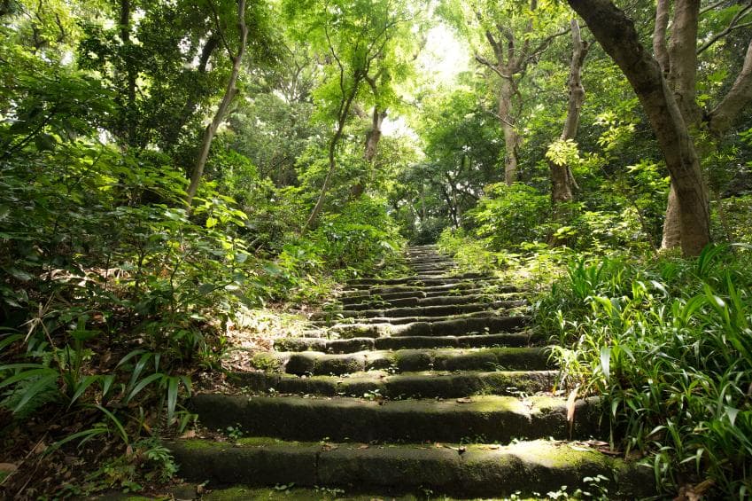 Stairs in a forest